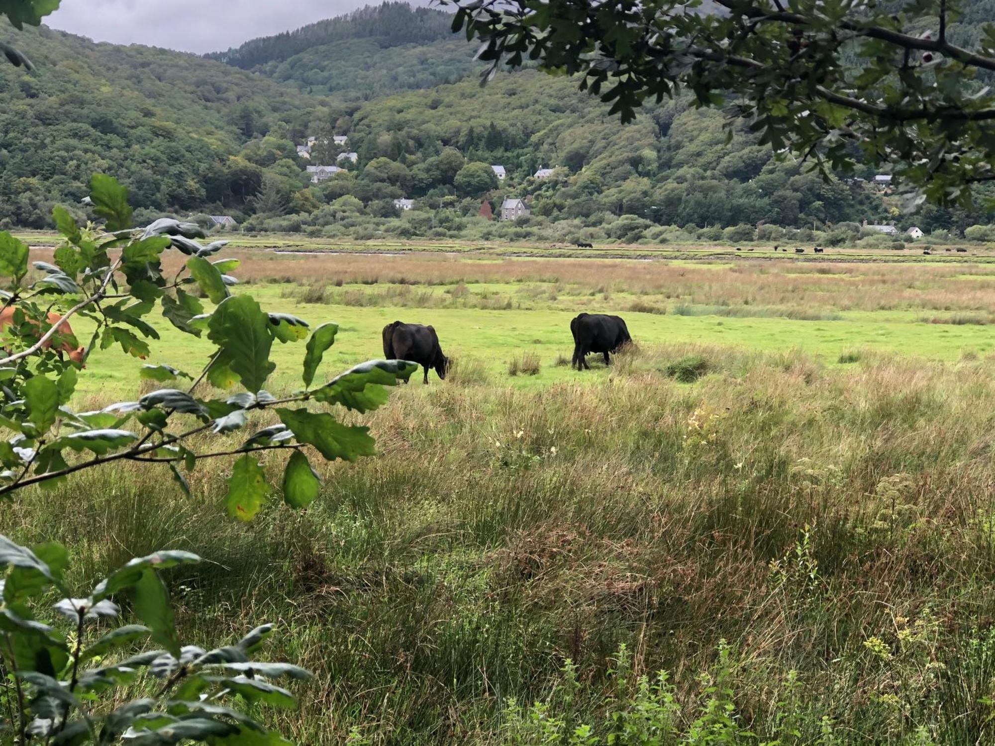 Snowdonia Mawddach Escape Villa Dolgellau Buitenkant foto